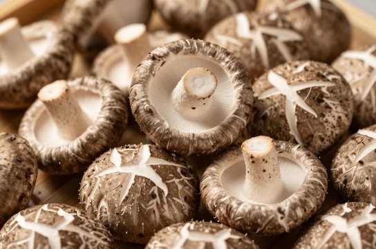 官港香菇-展庭百科汇