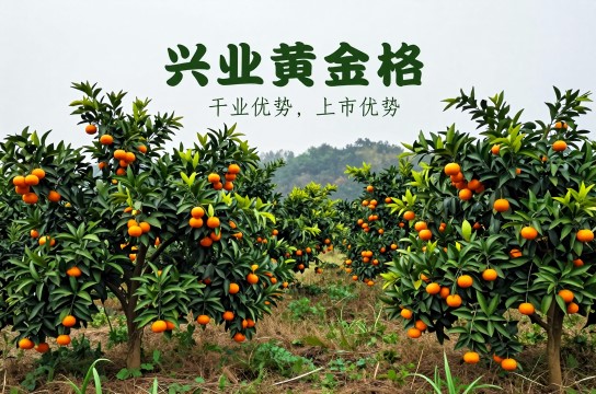 兴业黄金桔-展庭百科汇