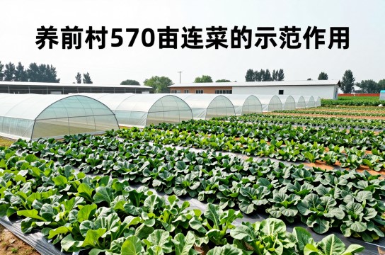 棚菜-展庭百科汇