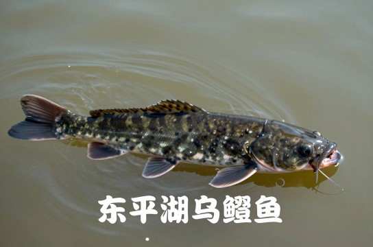 东平湖乌鳢鱼-展庭百科汇