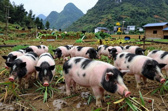 地灵花猪-展庭百科汇