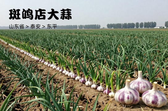 斑鸠店大蒜是哪里的特产?_山东蔬菜类介绍-展庭百科汇