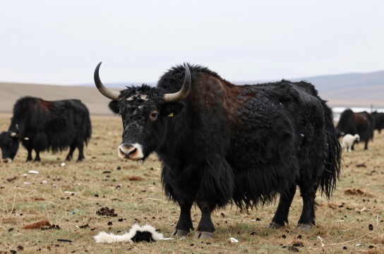 牦牛绒是哪里的特产?_青海畜产品介绍-展庭百科汇
