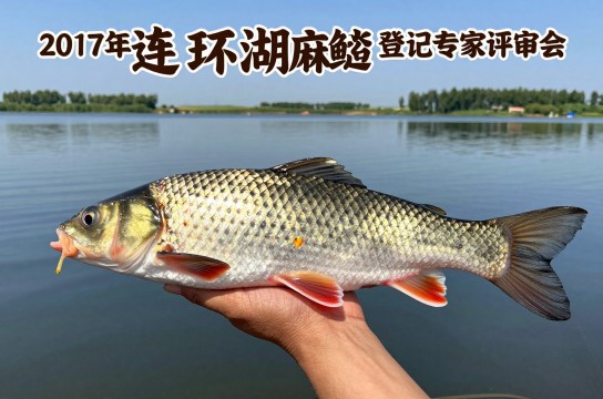 连环湖麻鲢鱼-展庭百科汇