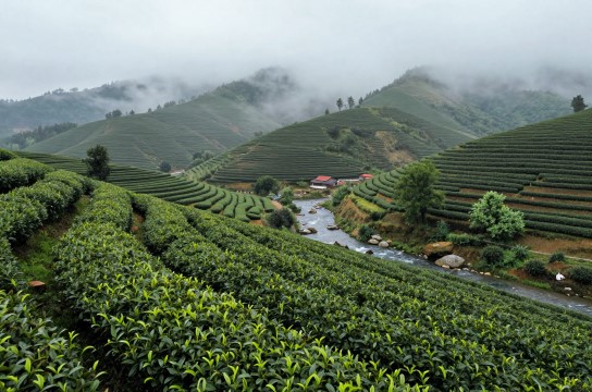 贵州绿茶