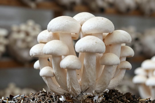 平山白灵菇-展庭百科汇