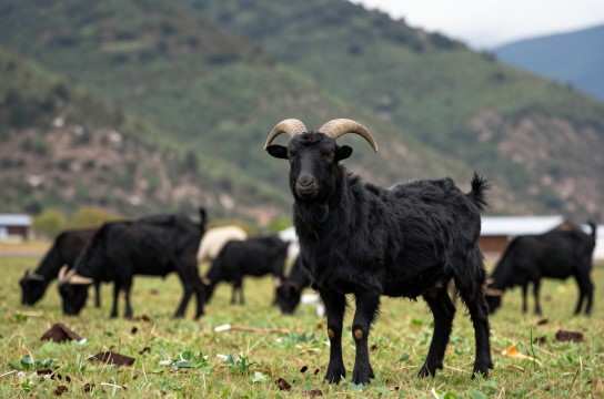 维西乌骨羊是哪里的特产?_云南畜牧特产介绍-展庭百科汇