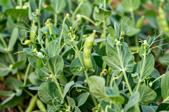 龙里豌豆尖-展庭百科汇