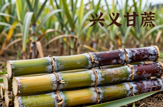 兴义甘蔗-展庭百科汇