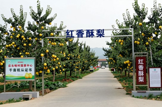 红香酥梨