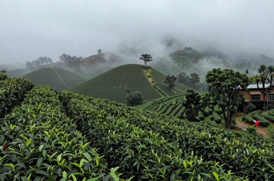 五指山茶叶