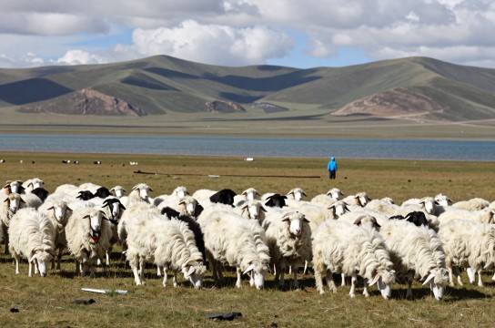藏西羊毛-展庭百科汇