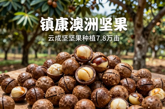 镇康澳洲坚果是哪里的特产?_云南坚果特产介绍-展庭百科汇