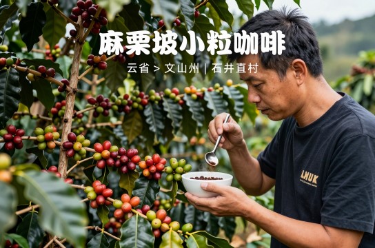 麻栗坡小粒咖啡-展庭百科汇