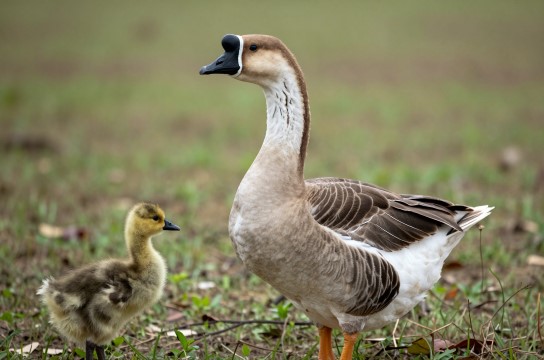 雁鹅-展庭百科汇