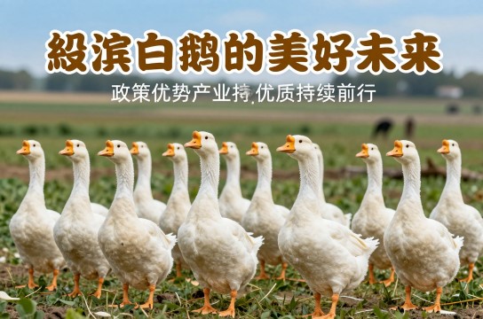 绥滨白鹅是哪里的特产?_黑龙江禽类特产介绍-展庭百科汇