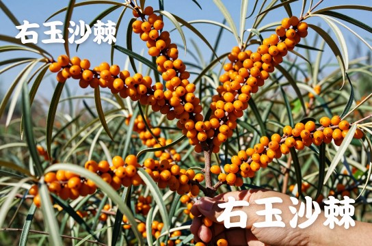 右玉沙棘