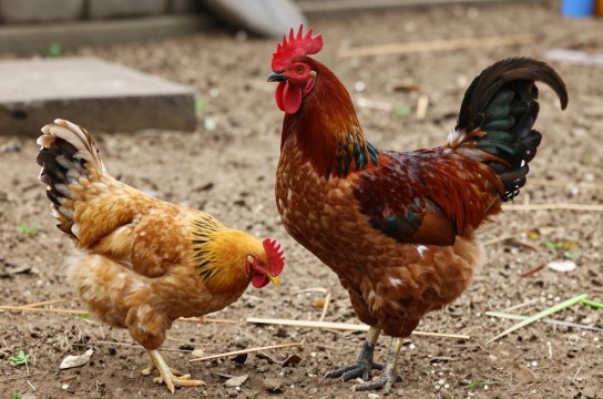 西畴山地乌骨鸡是哪里的特产?_云南禽类特产介绍-展庭百科汇