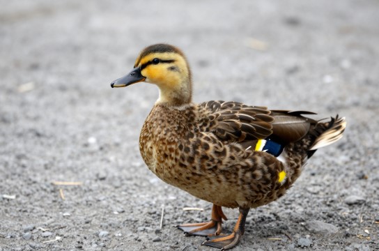 媒鸭-展庭百科汇