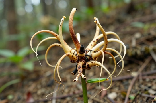 伏龙山七叶一枝花