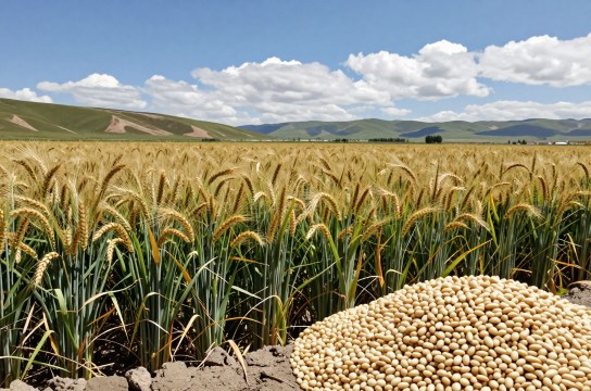 同仁青稞-展庭百科汇