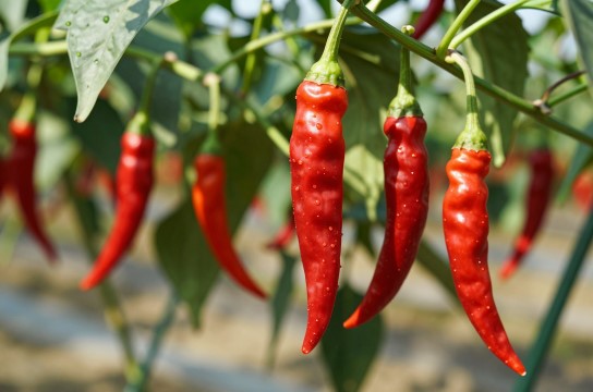 乾安红辣椒是哪里的特产?_吉林农产品介绍-展庭百科汇