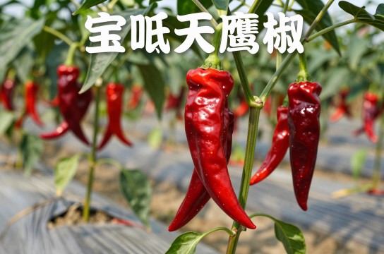 宝坻天鹰椒-展庭百科汇