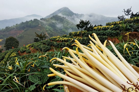 永丰萱草是哪里的特产?_安徽蔬菜类介绍-展庭百科汇