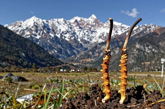 德钦冬虫夏草-展庭百科汇