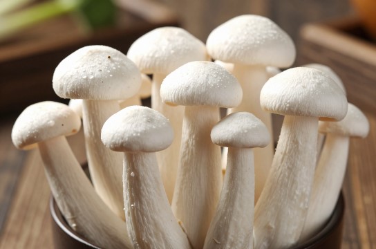 鸡腿菇