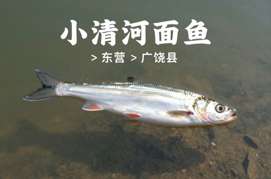 小清河面鱼-展庭百科汇