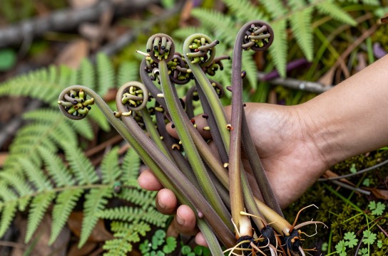 天然野生蕨菜是哪里的特产?_黑龙江野生蔬菜介绍-展庭百科汇