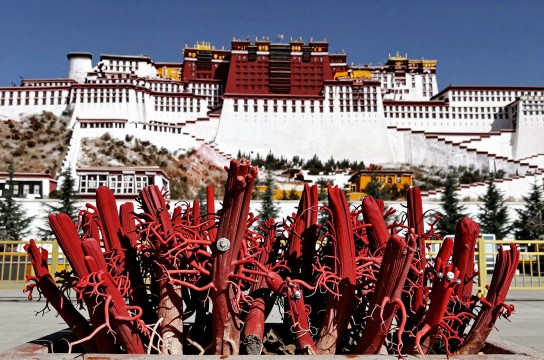 西藏红景天-展庭百科汇