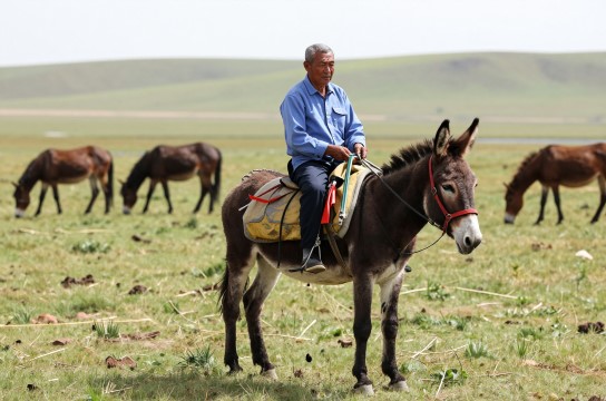 阳原驴-展庭百科汇