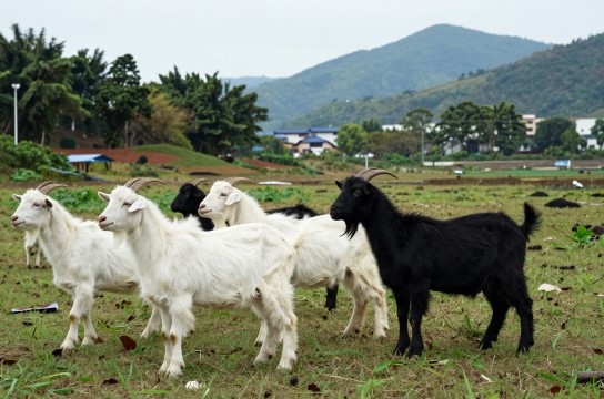 连州山羊是哪里的特产?_广东农产品介绍-展庭百科汇