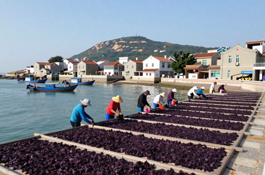 东山亲营紫菜-展庭百科汇