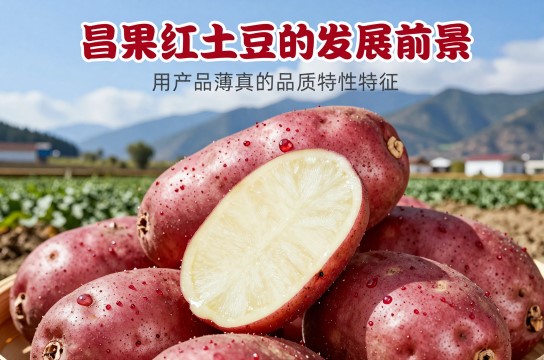 昌果红土豆