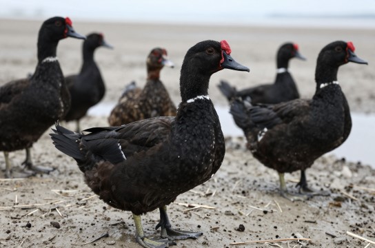 莆田黑鸭-展庭百科汇