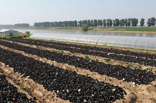田口黑木耳是哪里的特产?_河南食用菌类介绍-展庭百科汇