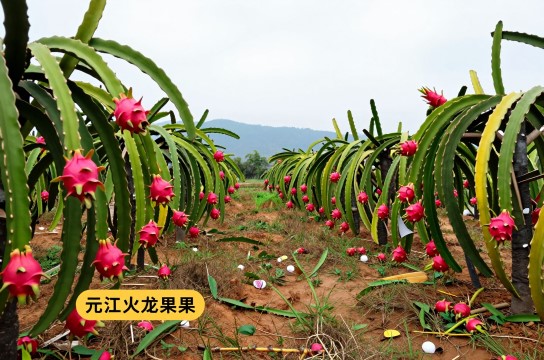 元江火龙果-展庭百科汇
