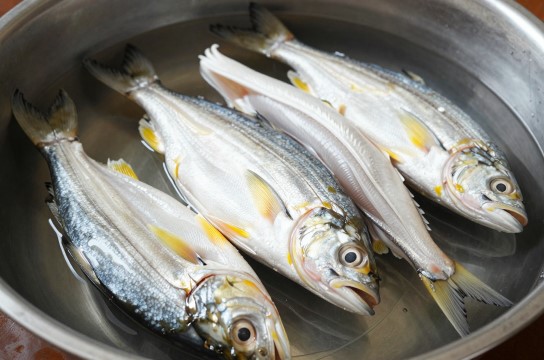 松门白鲞