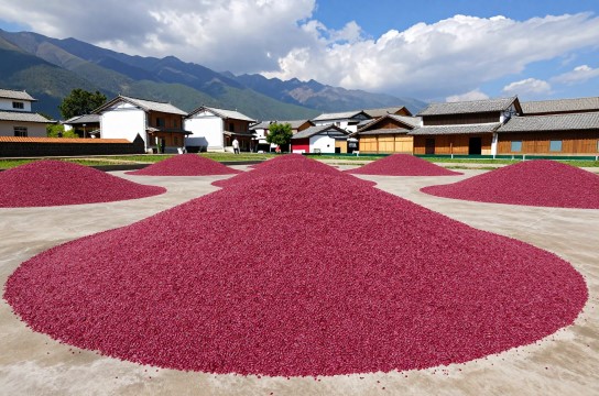 红粬米-展庭百科汇