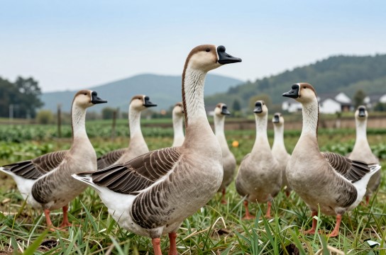 三溪大雁-展庭百科汇
