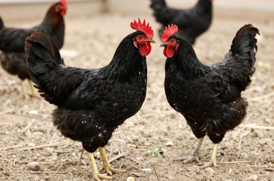 尼雅黑鸡-展庭百科汇