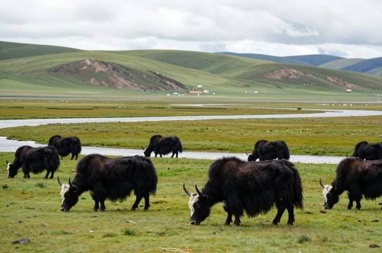 当雄牦牛是哪里的特产?_西藏畜类特产介绍-展庭百科汇