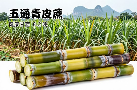 五通青皮蔗