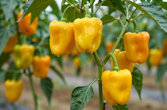黄灯笼辣椒是哪里的特产?_海南农产品介绍-展庭百科汇