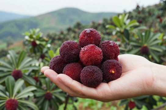 上堡杨梅-展庭百科汇