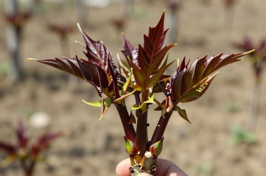 泗家水红头香椿