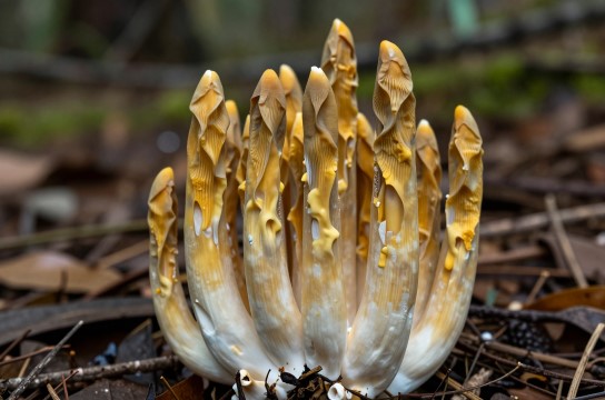 尖顶枝瑚菌
